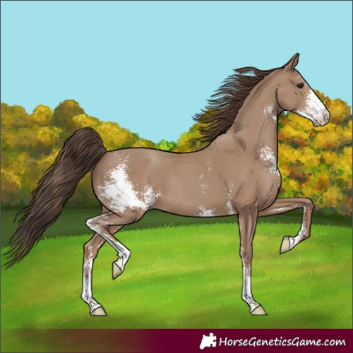 Horse Color:Classic Champagne Sabino Rabicano 