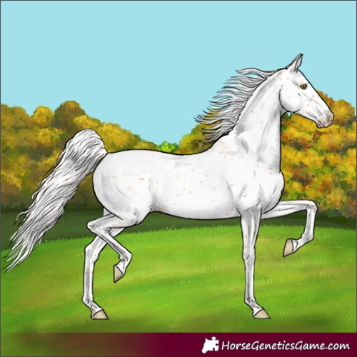 Horse Color:Silver Classic Champagne Sabino 