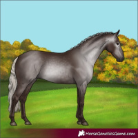 Horse Color:Gray Silver Black 