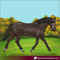 Horse Color:Gray Liver Chestnut Rabicano 