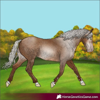 Horse Color:Gray Silver Amber Champagne 