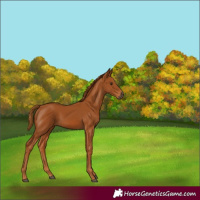 Horse Color:Gray Chestnut