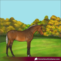 Horse Color:Gray Silver Buckskin 