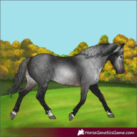 Horse Color:Gray Brown 