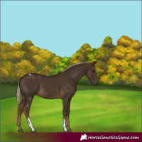 Horse Color:Gray Chocolate Palomino Tobiano 