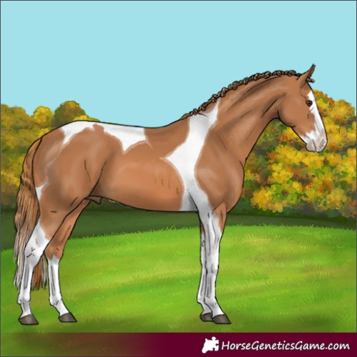 Horse Color:Chestnut Splash Tobiano