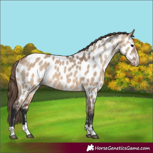 Horse Color:Bay Dun Near Leopard