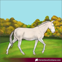 Horse Color:Perlino Splash  and Silver Perlino Splash 