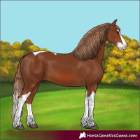Horse Color:Chestnut Splash Tobiano