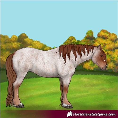 Horse Color:Red Roan