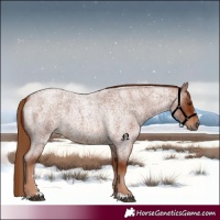 Horse Color:Red Roan 