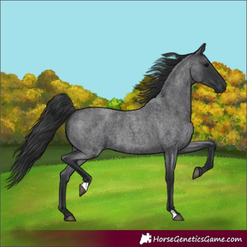 Horse Color:Blue Roan 