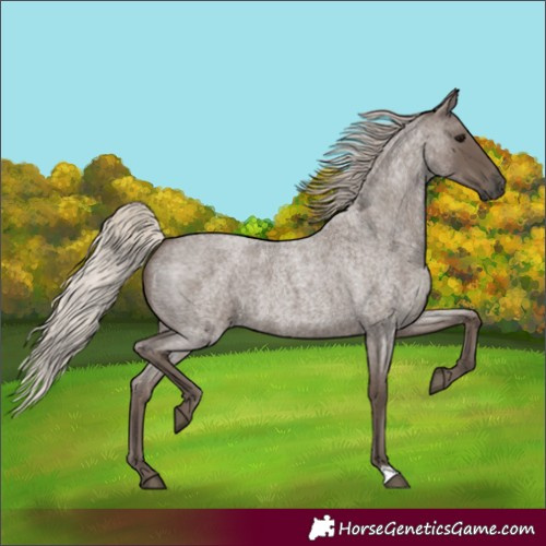 Horse Color:Silver Blue Roan 