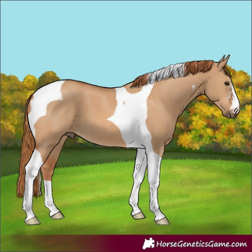 Horse Color:Red Dun Tobiano 