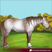 Horse Color:Gray Chestnut