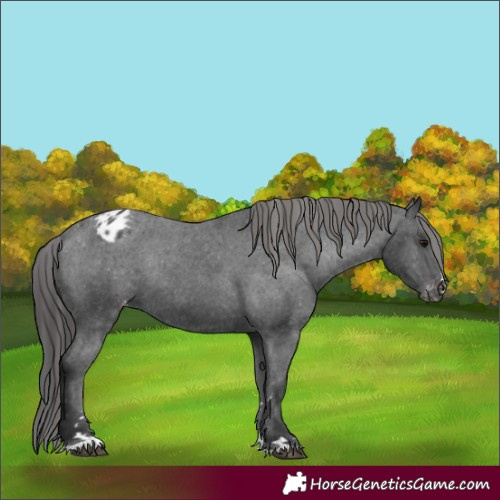 Horse Color:Black Appaloosa Rabicano 