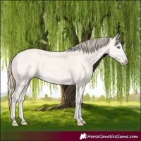 Horse Color:Perlino Dun Splash