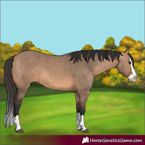 Horse Color:Bay Dun Splash 
