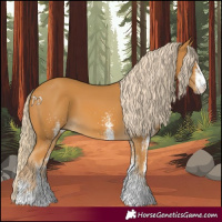Horse Color:White Spotted Palomino 