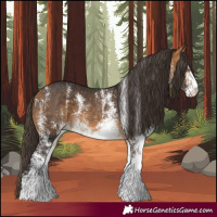 Horse Color:White Spotted Buckskin Rabicano