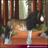 Horse Color:White Spotted Buckskin