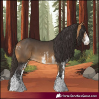 Horse Color:White Spotted Buckskin