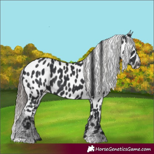 Horse Color:Black Appaloosa Rabicano 