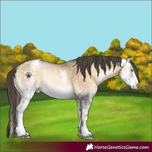 Horse Color:Buckskin Pearl Onyx Sabino 