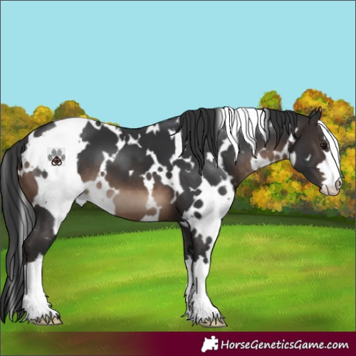 Horse Color:White Spotted Brown 