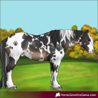 Horse Color:White Spotted Brown