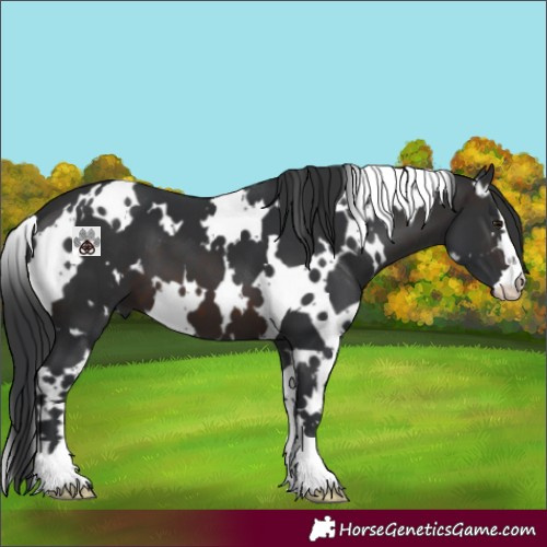 Horse Color:White Spotted Brown 