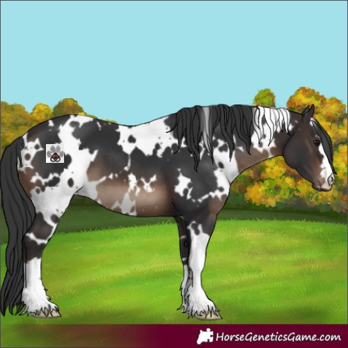 Horse Color:White Spotted Brown 