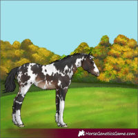 Horse Color:White Spotted Brown