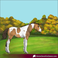 Horse Color:Buckskin Tobiano