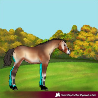 Horse Color:Bay Onyx 