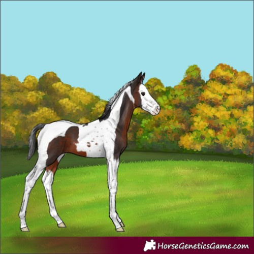 Horse Color:Brown Splash Tobiano 