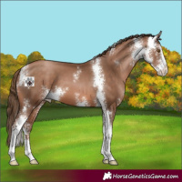 Horse Color:Brown Pearl Sabino