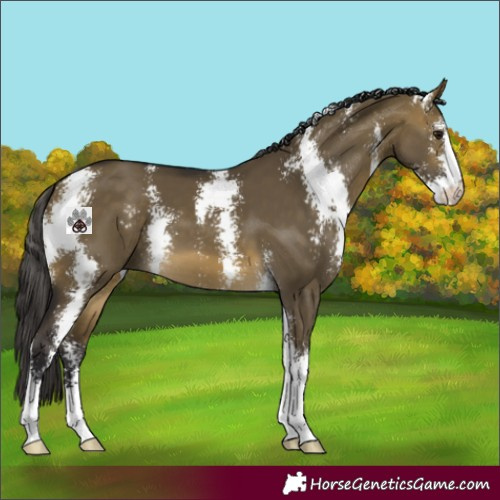 Horse Color:Buckskin Dun Sabino 