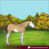 Horse Color:Buckskin Dun Splash