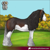 Horse Color:Brown Splash