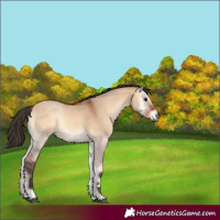 Horse Color:Bay Onyx 