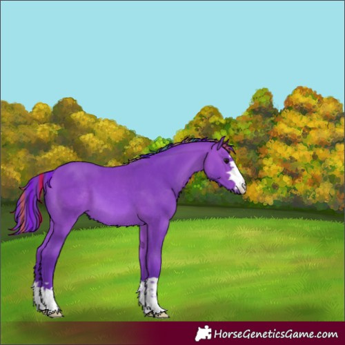 Horse Color:Painted Watercolor Bay 