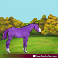 Horse Color:Painted Watercolor Bay
