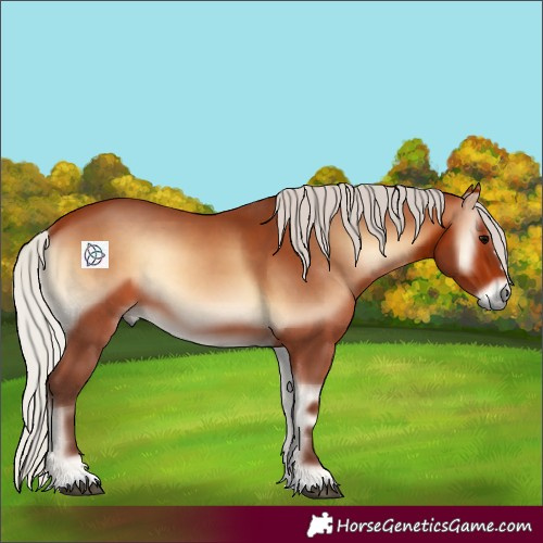 Horse Color:Silver Bay Onyx Rabicano 