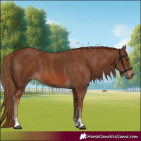 Horse Color:Chestnut 