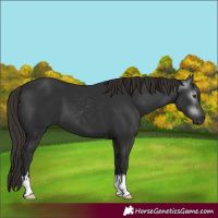 Horse Color:Gray Liver Chestnut  and Gray Liver Chestnut Tobiano 