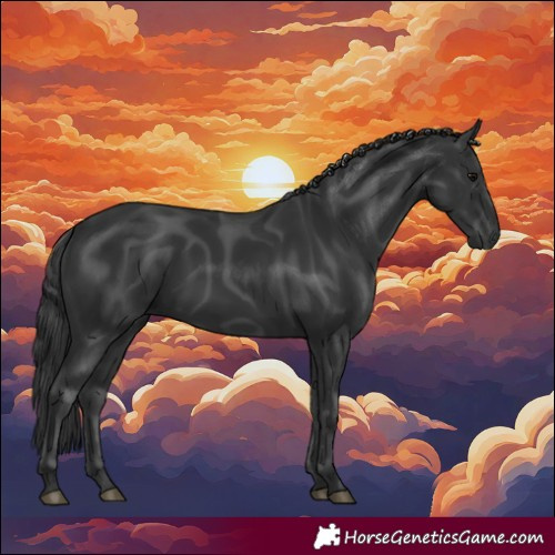 Horse Color:Black 