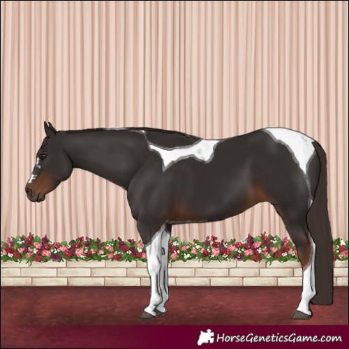 Horse Color:Liver Chestnut Tobiano