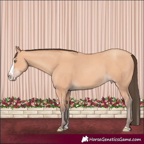 Horse Color:Amber Champagne Splash 