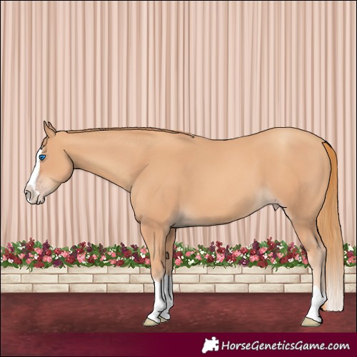 Horse Color:Gold Champagne Splash 